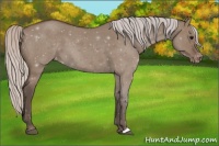 Horse Color:Silver Grullo Roan Appaloosa 