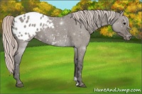 Horse Color:Silver Grullo Roan Appaloosa 