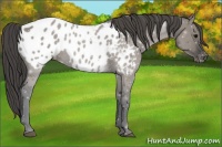Horse Color:Grullo Appaloosa Rabicano