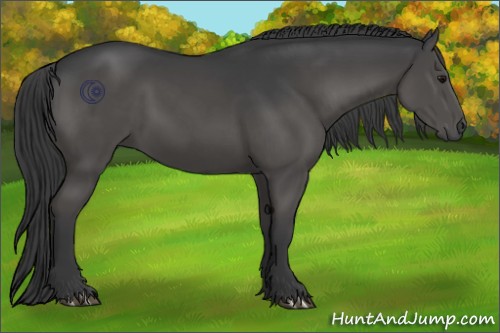 Horse Color:Black 