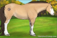 Horse Color:Sable Cream Champagne Sabino 