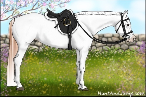Horse Color:Grullo Appaloosa 