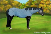 Horse Color:ERROR: UNKNOWN ANOMALY