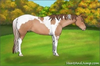 Horse Color:Brown Pearl Tobiano 
