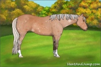 Horse Color:Silver Bay 