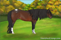Horse Color:Brown Appaloosa 