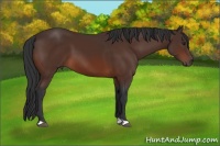 Horse Color:Brown 