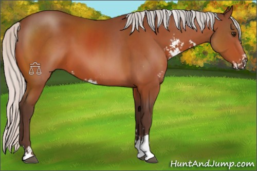 Horse Color:Silver Bay Sabino 