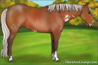 Horse Color:Silver Bay Sabino 