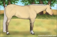 Horse Color:Silver Buckskin Dun Sabino
