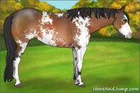 Horse Color:Bay Sabino 