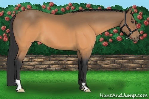 Horse Color:Buckskin Frame