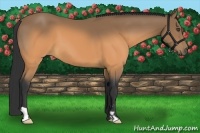 Horse Color:Buckskin Frame 