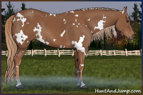 Horse Color:White Spotted Chestnut 