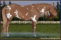Horse Color:White Spotted Chestnut 