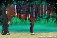 Horse Color:White Spotted Brown 