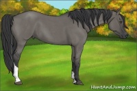 Horse Color:Grullo Roan Tobiano 