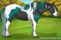 Horse Color:Black Splash Tobiano Appaloosa 