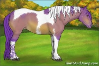 Horse Color:Watercolor Brown Tobiano Appaloosa 
