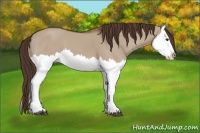 Horse Color:Liver Red Dun Splash 