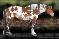 Horse Color:White Spotted Bay 
