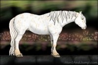 Horse Color:Silver Classic Cream Champagne Dun Appaloosa 