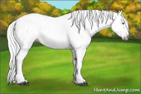 Horse Color:Gray Buckskin Appaloosa 