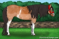 Horse Color:White Spotted Buckskin