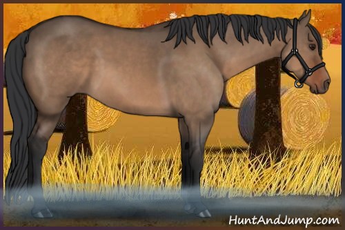 Horse Color:Brown Dun 