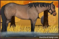 Horse Color:Brown Dun 
