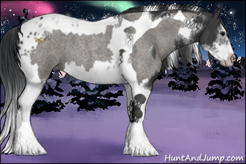 Horse Color:Black Sabino Tobiano Frame Appaloosa  and Grullo Roan Splash Tobiano 