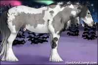 Horse Color:Black Sabino Tobiano Frame Appaloosa  and Grullo Roan Splash Tobiano 