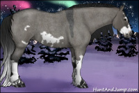 Horse Color:Gray Grullo Roan Splash Frame 