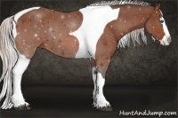 Horse Color:Silver Bay Splash Tobiano 