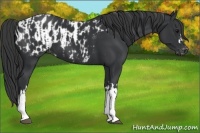 Horse Color:Black  and Black Appaloosa 