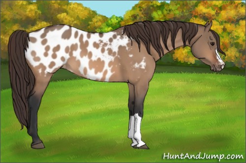 Horse Color:Brown Dun Appaloosa 
