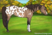 Horse Color:Brown Dun Appaloosa 