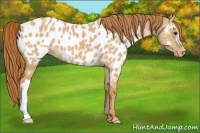 Horse Color:Red Dun Appaloosa 