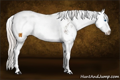 Horse Color:Silver Black Sabino Splash Rabicano