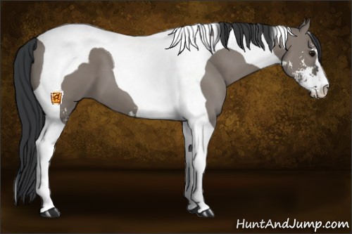 Horse Color:Grullo Sabino Tobiano