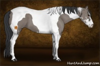 Horse Color:Grullo Sabino Tobiano