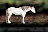 Horse Color:Painted White Spotted Bay Ice Dun Splash Rabicano