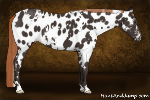 Horse Color:White Spotted Liver Chestnut Near Leopard