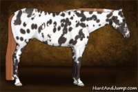 Horse Color:White Spotted Liver Chestnut Appaloosa
