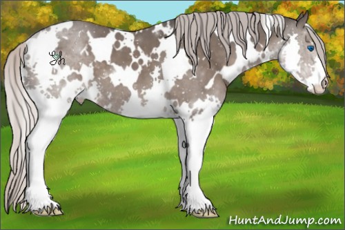 Horse Color:White Spotted Silver Black Splash