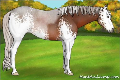 Horse Color:Gray White Spotted Silver Brown Sabino 