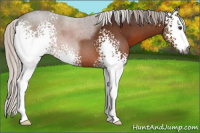 Horse Color:Gray White Spotted Silver Brown Sabino 