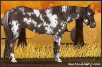 Horse Color:White Spotted Liver Chestnut 