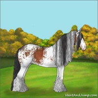 Horse Color:White Spotted Brown 