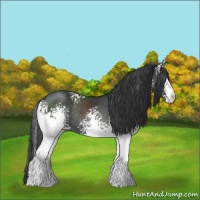 Horse Color:White Spotted Black Rabicano 